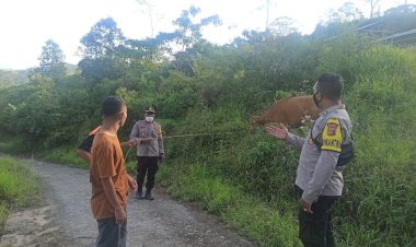 Waspadai-PMK,-Polsek-Cibal-Laksanakan-Pendataan-Hewan