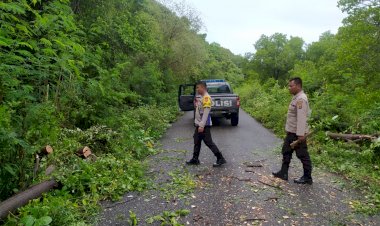 Respon-Cepat-Polsek-Reo-Bersihkan-Pohon-Tumbang-di-Jalan-Utama-Wangkung---Robek