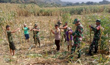 Bhabinkamtibmas-Aipda-Syamsul-Rizal-Hadiri-Panen-Perdana-Jagung-UBSUS-di-Desa-Salama