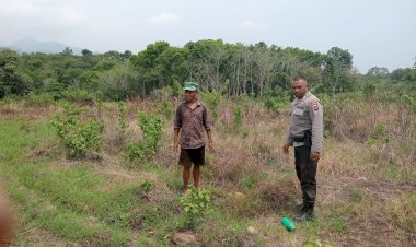 Bripka-Theodorus-Angkat-Bhabinkamtibmas-Kec.-Satarmese-Dorong-Pemanfaatan-Lahan-Tidur-untuk-Program-Ketahanan-Pangan