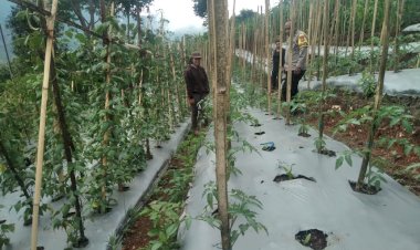 Bhabinkamtibmas-Kec.-Satarmese-Dukung-Program-Ketahanan-Pangan-Melalui-Pendampingan-Kelompok-Tani