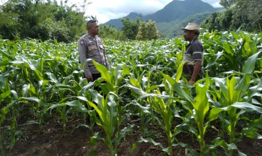 Bhabinkamtibmas-Dukung-Program-Ketahanan-Pangan,-Lakukan-Pendampingan-Terhadap-Petani-di-Satar-Mese-Utara