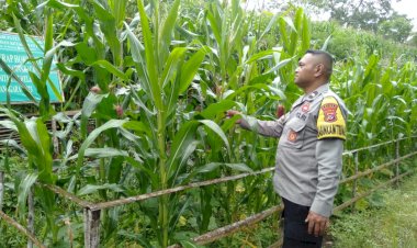 Bhabinkamtibmas-Desa-Nao-Dampingi-Kelompok-Tani-Dukung-Program-Ketahanan-Pangan