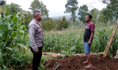 Dukung-Ketahanan-Pangan,-Aipda-Emilius-Johan-Dampingi-Petani-Jagung-di-Desa-Nao