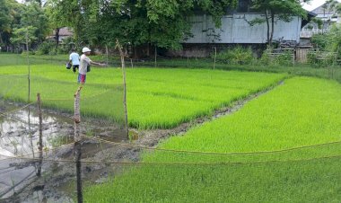 Dukung-Program-Ketahanan-Pangan,-Polres-Manggarai-Lakukan-Pemupukan-Dasar-Bibit-Padi-Sawah