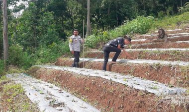 Bhabinkamtibmas-Aipda-Ramly-Budiman-Lakukan-Pengecekan-dan-Pengawasan-Lahan-Penanaman-Jagung-Serentak-di-Cibal