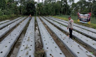 Personil-Polres-Manggarai-lakukan-Pengecekan-dan-Pengawasan-Lahan-Penanaman-Jagung-Serentak