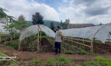 Bhabinkamtibmas-Kec.-Cibal-Dampingi-Kelompok-Tani-dalam-Program-Ketahanan-Pangan