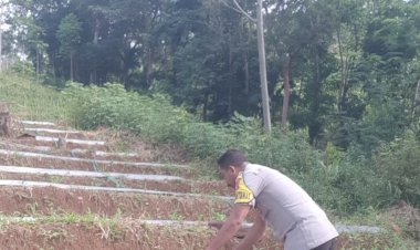 Dukung-Program-Ketahanan-Pangan,-Bhabinkamtibmas-Kec.-Cibal-Tinjau-Lahan-Penanaman-Jagung-dan-Himbau-Warga-Waspada-Musim-Hujan