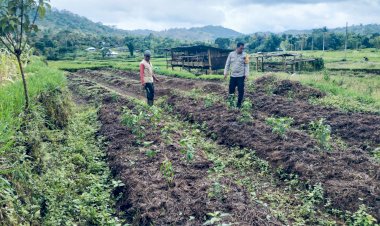Kapolsek-Cibal-dan-Anggota-Piket-SPKT-III-Dukung-Program-Ketahanan-Pangan-Melalui-Pendampingan-Petani
