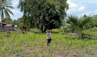Kapolsek-Satar-Mese-Lakukan-Pengecekan-dan-Pengawasan-Lahan-Penanaman-Jagung-Serentak-di-Satarmese