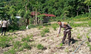 Dukung-Program-Ketahanan-Pangan,-Kapolsek-Reo-dan-Bhabinkamtibmas-Lakukan-Pengecekan-Dan-Pengawasan-Lahan-Tanaman-Serentak