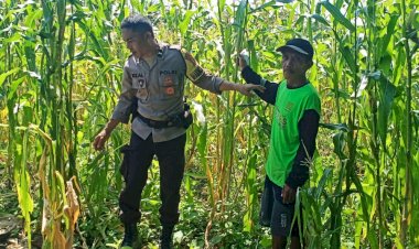 Bhabinkamtibmas-Lakukan-Pendampingan-Petani-dalam-Program-Ketahanan-Pangan