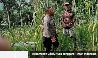 Bhabinkamtibmas-Kecamatan-Cibal-Dampingi-Petani-dalam-Program-Ketahanan-Pangan