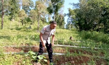 Polsek-Cibal-lakukan-Pengecekan-dan-Pengawasan-Lahan-Penanaman-Serentak-di-Desa-Barang