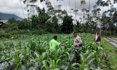 Polres-Manggarai-Lakukan-Pengecekan-dan-Pengawasan-Lahan-Penanaman-Serentak-untuk-Dukung-Program-Ketahanan-Pangan