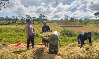Bhabinkamtibmas-Lakukan-Sambang-dan-Dampingi-Petani-Saat-Panen-Padi-di-Desa-Compang-Dalo