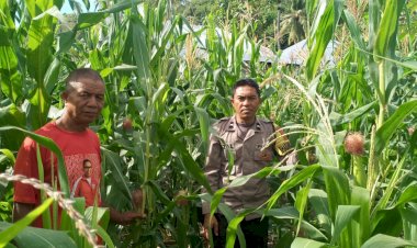 BHABINKAMTIBMAS-KELURAHAN-BARU-LAKUKAN-PENDAMPINGAN-PETANI-JAGUNG-DI-KAMPUNG-GINCU-UNTUK-DUKUNG-PROGRAM-KETAHANAN-PANGAN