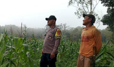 Pantau-Langsung-Ketahanan-Pangan,-Sambangi-Poktan-Mawar-di-Golo-Mese