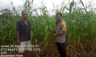Bhabinkamtibmas-Reok-Barat-Sambangi-Petani-Jagung-Di-Desa-Loce,-Dukung-Ketahanan-Pangan-Dan-Kamtibmas