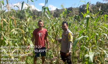 Bhabinkamtibmas-Reok-Barat-Dorong-Produktivitas-Pertanian-Jagung-di-Kampung-Talang