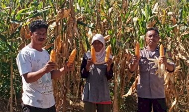 Bhabinkamtibmas-Kelurahan-Baru-Dampingi-Petani-Panen-Jagung-Di-Desa-Salama