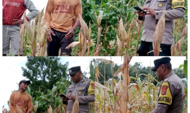 Pantau-Perkembangan-Jagung,-Wujud-Nyata-Dukung-Swasembada-Pangan