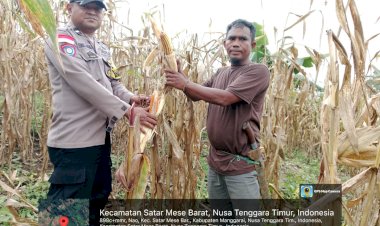 Bhabinkamtibmas--Monitoring-Pertumbuhan-Jagung-Bantuan-Pemerintah