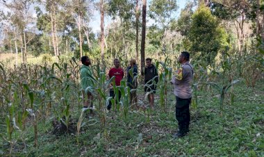 Bhabinkamtibmas--Sambangi-Poktan-dan-Diskusikan-Rencana-Panen-Simbolis-Jagung