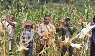 Bhabinkamtibmas-Rahong-Utara-Dampingi-Panen-Jagung-Kelompok-Tani-Anggrek