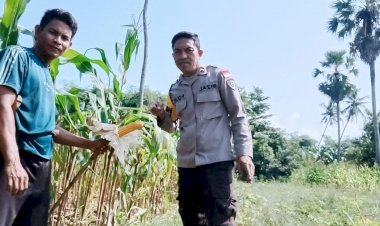 Bhabinkamtibmas-Hadir-di-Tengah-Petani-Jagung,-Wujudkan-Ketahanan-Pangan