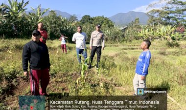 Kapolres-Manggarai-Tinjau-Lokasi-Penanaman-Jagung-Serentak-Dukung-Program-Ketahanan-Pangan