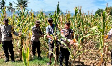 Dukung-Program-Ketahanan-Pangan,-Kapolsek-Reo-Pimpin-Panen-Raya-Jagung-di-Desa-Salama