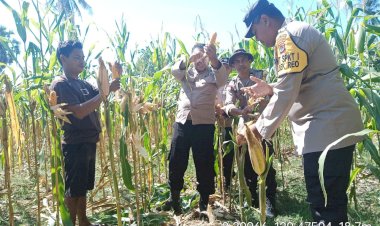 Polsek-Reo-Hadiri-Panen-Raya-Jagung-di-Desa-Salama,-Dukung-Ketahanan-Pangan-dan-Ekonomi-Masyarakat