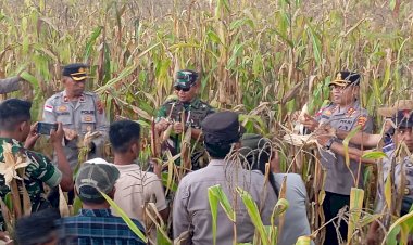 POLRES-MANGGARAI-GELAR-PANEN-RAYA-JAGUNG-SERENTAK-KUARTAL-III-2025,-DUKUNG-KETAHANAN-PANGAN-NASIONAL