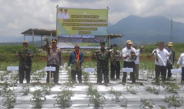 Kapolres-Manggarai-Hadiri-Panen-Kentang-dalam-Rangka-Pengembangan-Hortikultura-Kabupaten-Manggarai