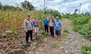 Kapolsek-Satarmese-Bersama-Bhabinkamtibmas-Cek-Lokasi-Panen-Jagung-Poktan-Tanjung-Tilir