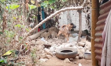 Cegah-Penyebaran-Rabies,-Bhabinkamtibmas--Polres-Manggarai-Eliminasi-HPR-dan-Imbau-Warga-Waspada