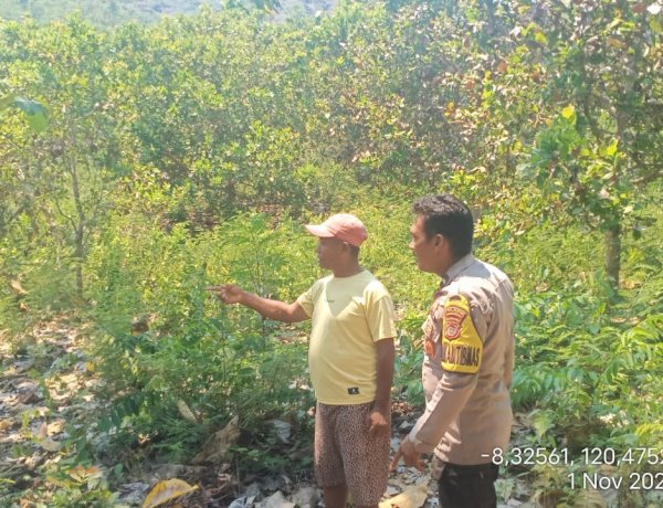 Dukung Ketahanan Pangan, Bhabinkamtibmas Reok Lakukan Monitoring Lahan Pertanian Kelompok Tani Tunas Harapan