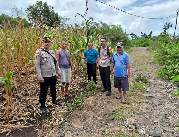 Kapolsek Satarmese Bersama Bhabinkamtibmas Cek Lokasi Panen Jagung Poktan Tanjung Tilir