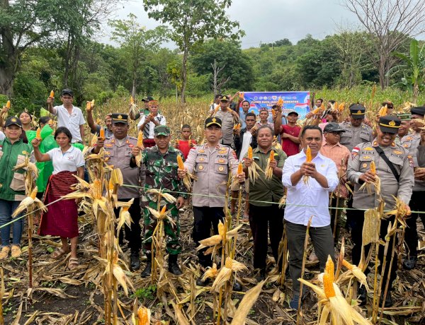 Panen Raya Jagung Serentak Kuartal II 2026 Digelar di Satar Mese, Polres Manggarai Dukung Ketahanan Pangan