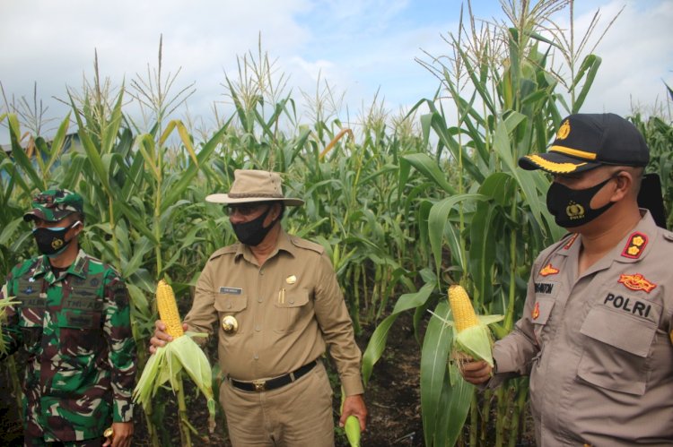 Bangun Sinergitas, Kapolres Manggarai Hadiri Panen Jagung Raya.