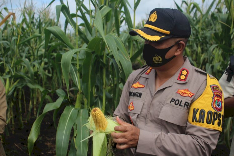 Bangun Sinergitas, Kapolres Manggarai Hadiri Panen Jagung Raya.