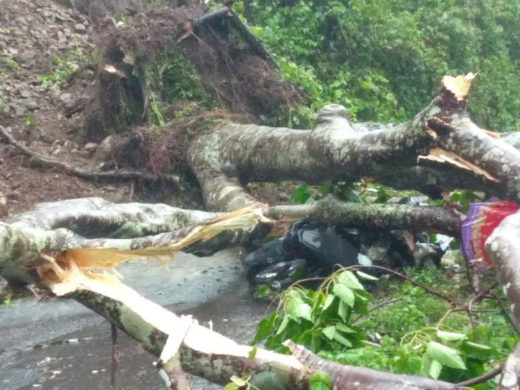 Pohon Tumbang Satu Nyawa Melayang