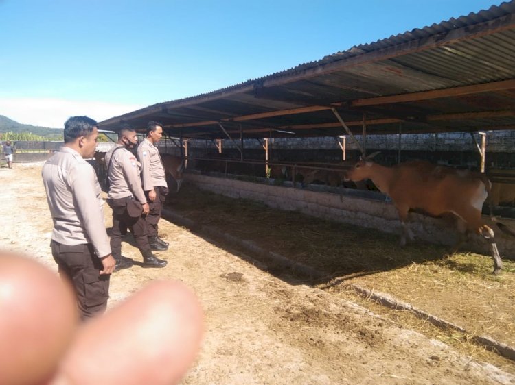 BINMAS POLRES MANGGARAI MELAKSANAKAN KEGIATAN PENDATAAN TERNAK DI KABUPATEN MANGGARAI