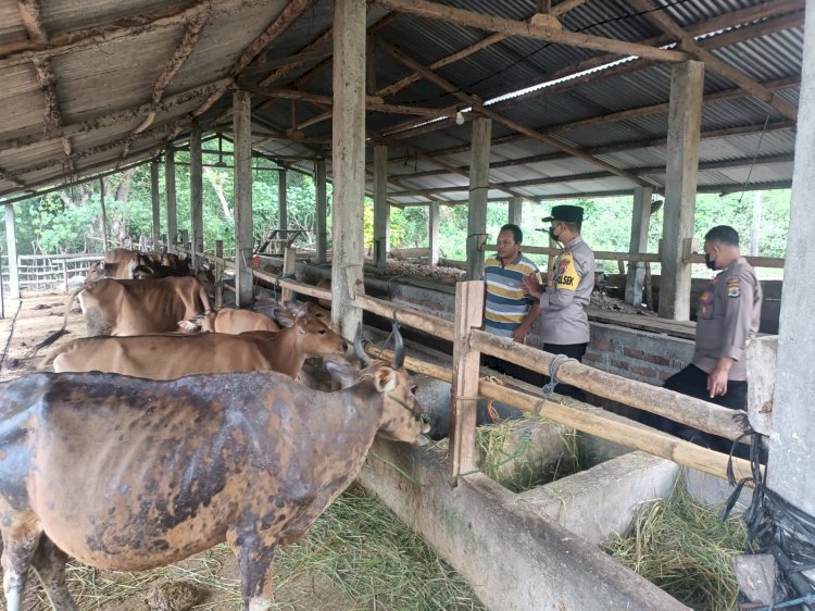 Polsek Satar Mese Lakukan Pendataan Hewan Ternak Terkait PMK