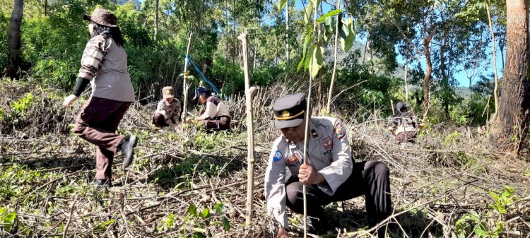 Peduli Lingkungan dan Kelestarian Alam : Personil Polres Manggarai Berpartisipasi dalam Penanaman Pohon Serentak