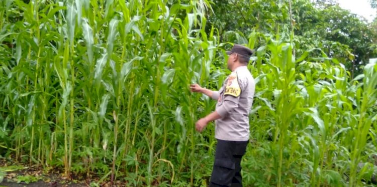 Bhabinkamtibmas Desa Nao Dukung Ketahanan Pangan melalui Sambang dan Edukasi Warga