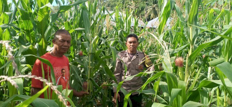 BHABINKAMTIBMAS KELURAHAN BARU LAKUKAN PENDAMPINGAN PETANI JAGUNG DI KAMPUNG GINCU UNTUK DUKUNG PROGRAM KETAHANAN PANGAN