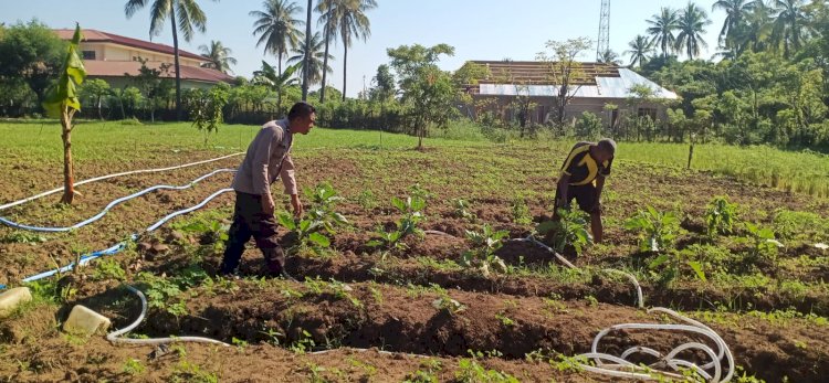 Bhabinkamtibmas Kelurahan Baru Dukung Ketahanan Pangan Melalui Program P2B